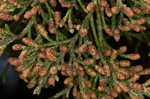 Eastern redcedar